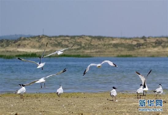 （環(huán)境）（2）泊江海子又成鳥類樂園