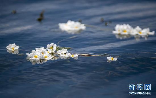 （環(huán)境）（5）洱海又見海菜花